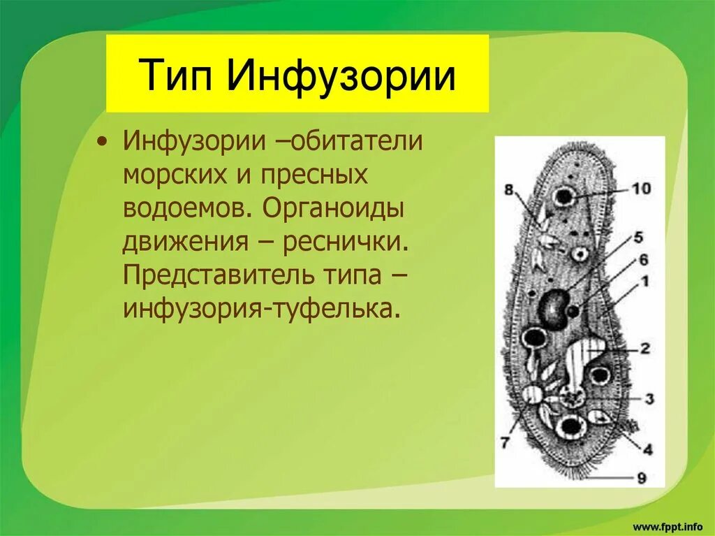 Инфузория туфелька какой органоид. Инфузория туфелька жгутиконосцы. Органеллы инфузории. Инфузория туфелька 7 класс биология. Органеллы инфузории туфельки.