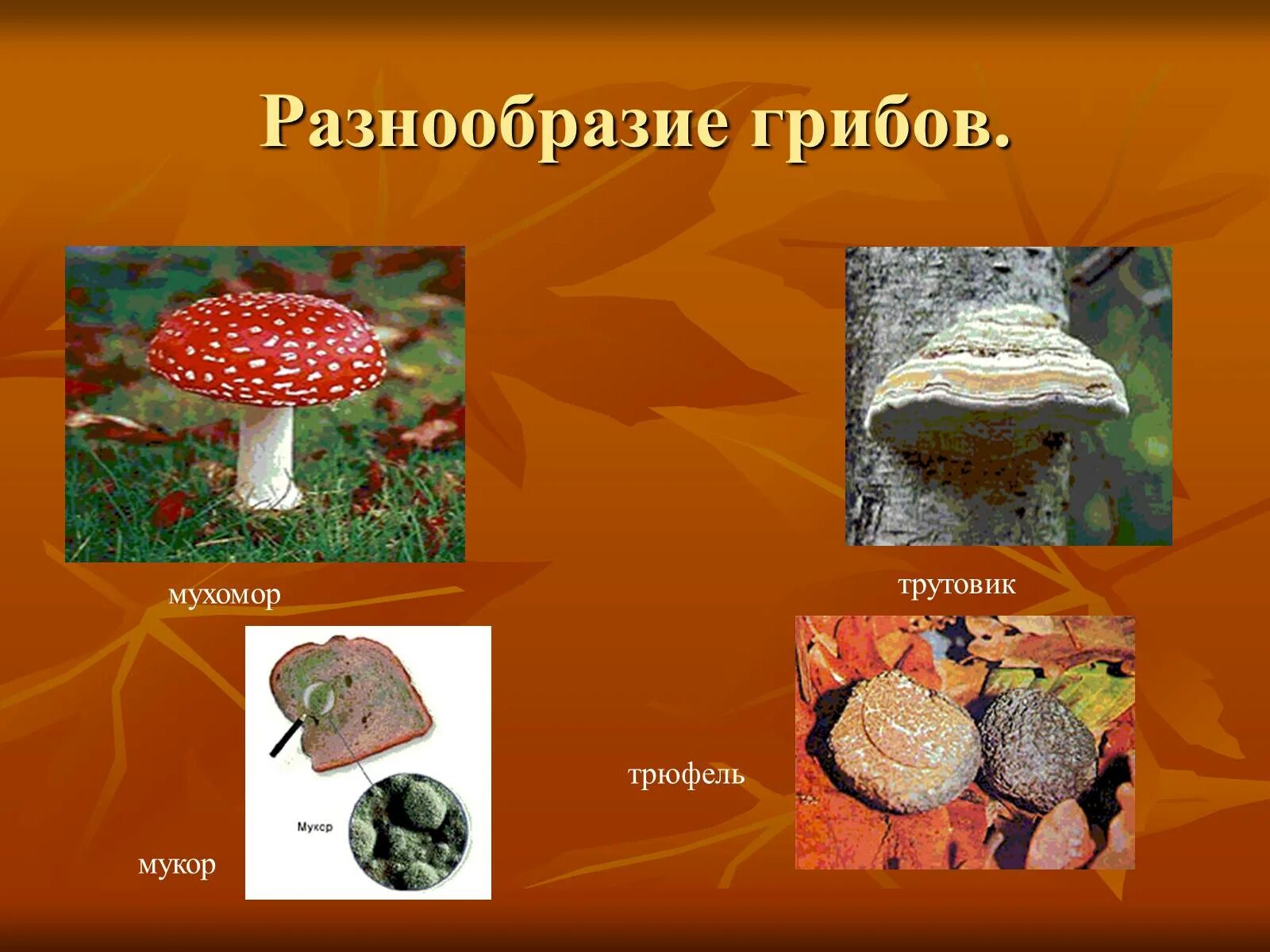 Мукор трутовик. Разнообразие грибов. Многообразие грибов в природе. Разнообразие грибов презентация. Презентация на тему "разнообразие грибов".