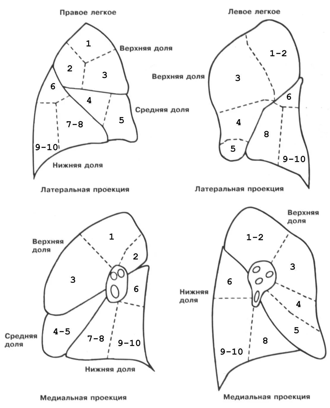 Размеры долей легкого. Сегментарное строение легких схема. Легочные сегменты схема. Сегменты правого и левого легкого схема. Долевое строение легких схема.