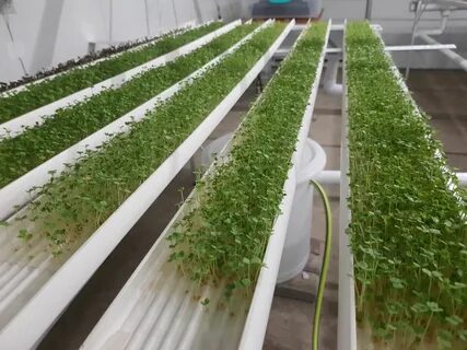 Гидропонная установка для микрозелени