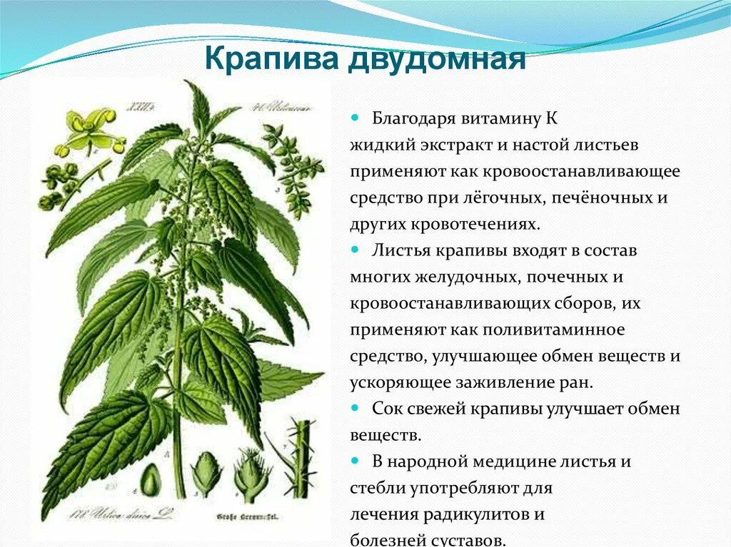 Значение крапивы. Крапивы двудомной листья крапива. крапива двудомная цветок. крапива двудомная ботаника. крапива двудомная гербарий.