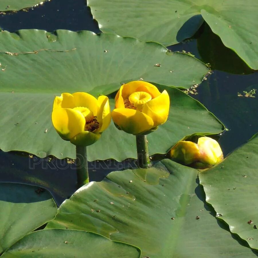 Кубышка (Nuphar). Кубышка жёлтая. Кувшинка желтая кубышка. Кубышка желтая водяная Лилия. Кубышка уфа