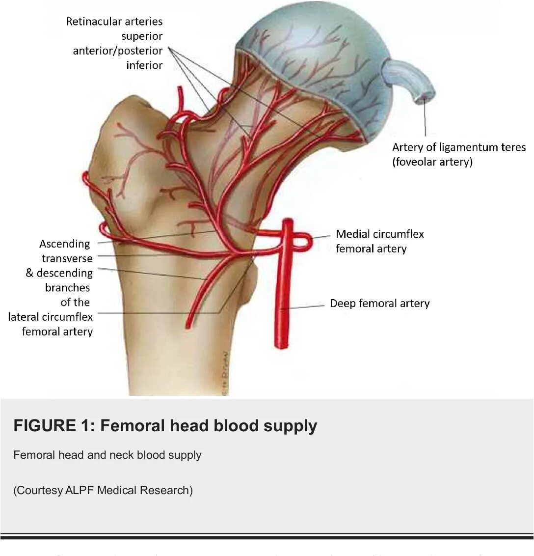 Кровоснабжение бедренной кости. Кровоснабжение шейки бедренной кости. Артерия головки бедренной кости. Бедренная кость кровоснабжение.