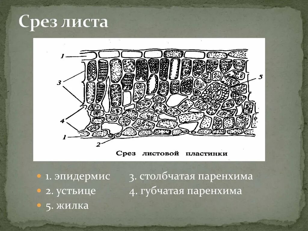 Экономический срез. Экономический срез. Экономический срез. Экономический срез. Экономический срез.