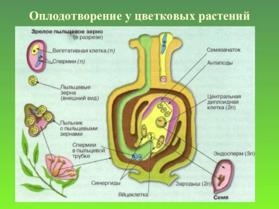 Рисунок генеративной клетки. Схема двойного оплодотворения у цветковых растений. Оплодотворение покрытосеменных растений схема. Двойное оплодотворение у покрытосеменных схема. Двойное оплодотворение у цветковых схема.