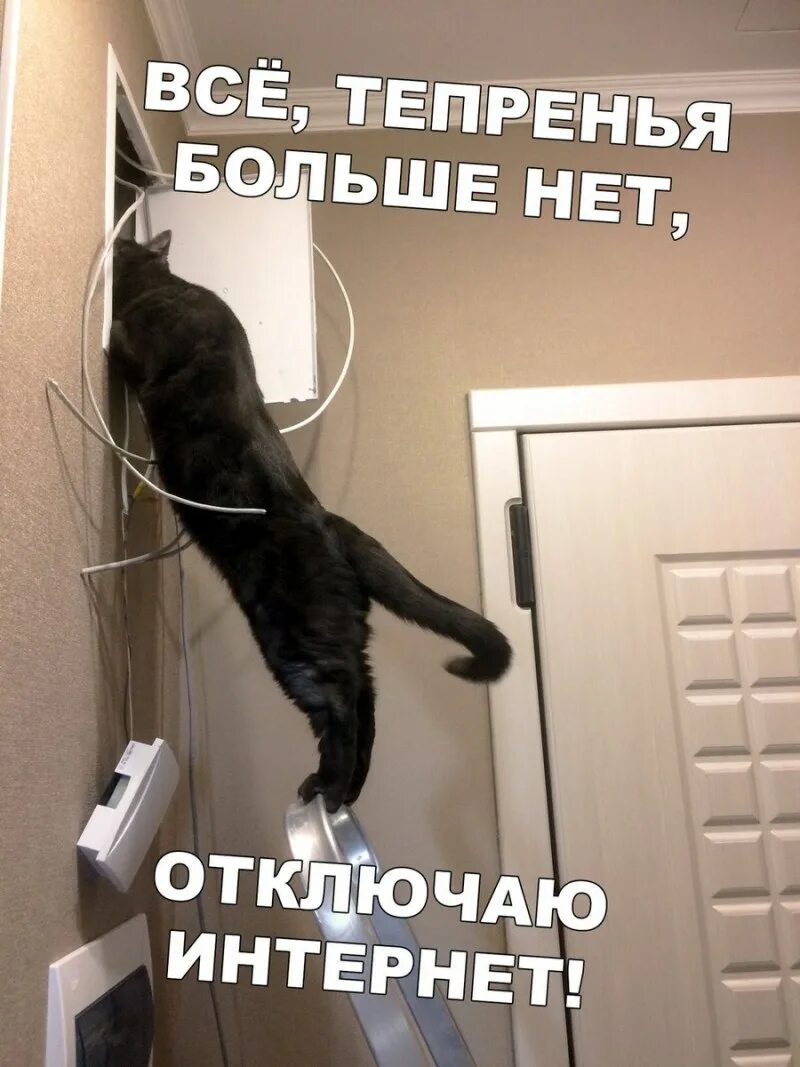 Чини кота