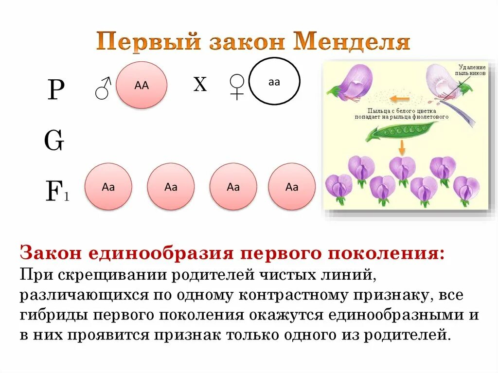 Первое правило гибридов первого поколения. Закон единообразия 1 закон Менделя. Законы Менделя 1 1 1 1. 1 Закон Менделя при скрещивании. Первый закон Менделя - закон единообразия.