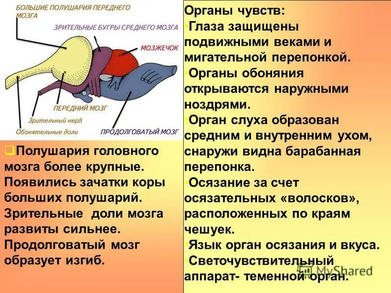 Развитые органы чувств у птиц. Отделы мозга птиц. Органы чувств. Отделы головного мозга у птиц. Функции отделов головного мозга птиц.