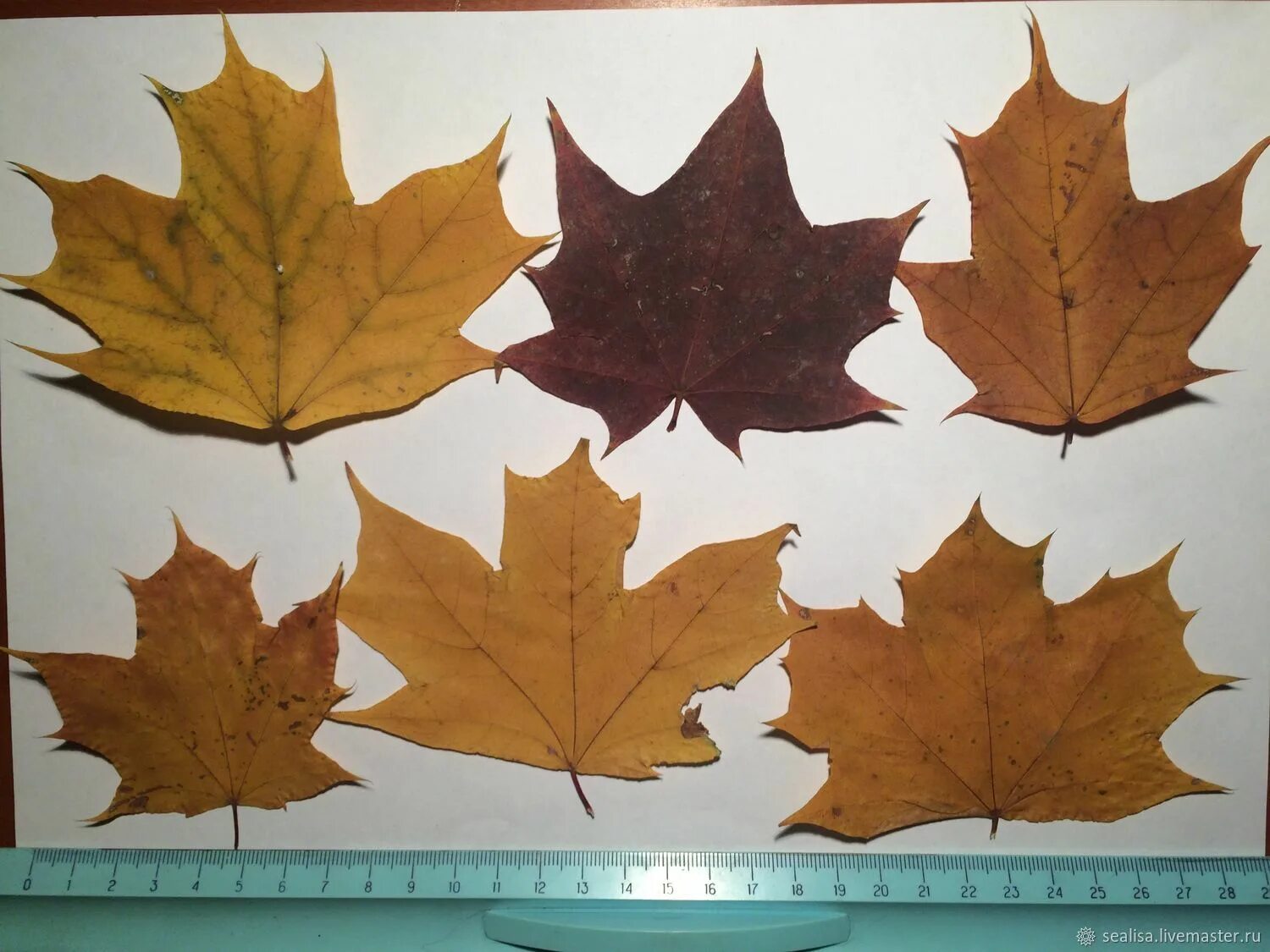 Листочки осень. Естественно лист. Тик дерево лист. Натуральный лист. Засушенные листья гербарий.