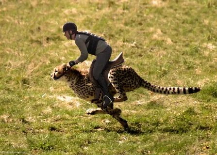 A cheetah run