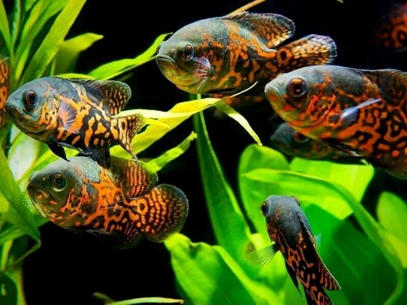 рыбы в аквариуме. светильник аквариум mly109. астронотус тигровый оскар. рыбки для аквариума.