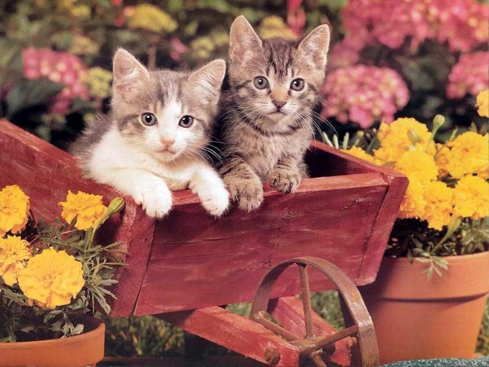 Картинка 8 котята. Красивые цветы и кошки. Котик в цветах. Милые котики. Котенок с цветочком.