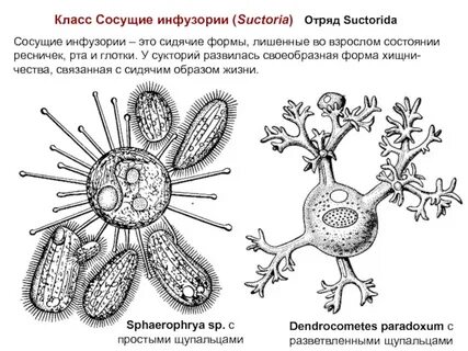 Простейшая особь