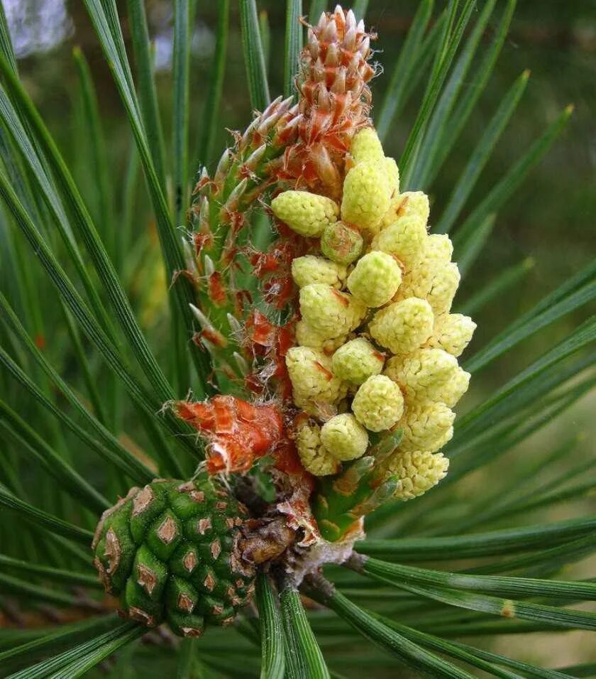 елка с шишками вверх. почему вырастает шишка. сообщение о шишке. Pinus sylvestris шишки. елка с длинными шишками.