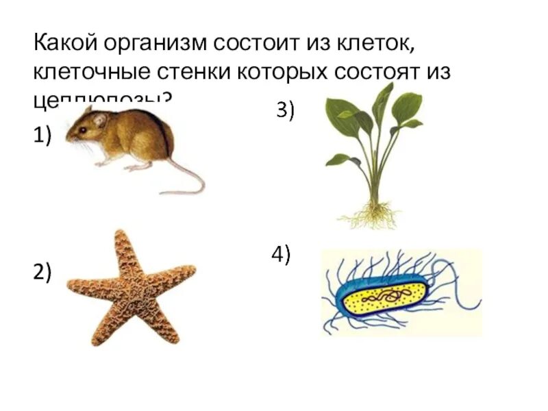 Какой организм состоит из клеток клеточные стенки. Какие организмы. Какие клетки состоят из целлюлозы. Клеточные стенки которых состоят из целлюлозы?. Тело всех организмов состоит из клеток