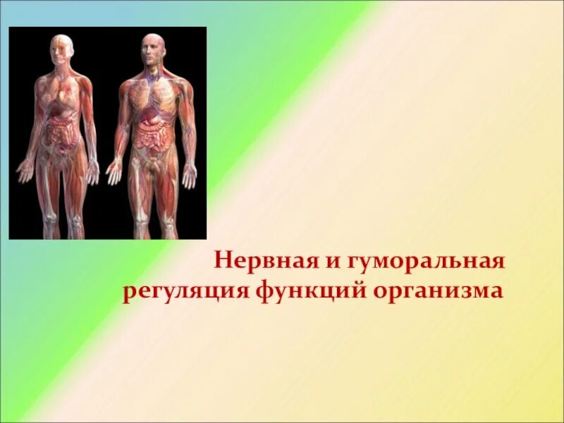 Три главные функции организма. Базовые функции организма человека. Энергетические центры человека чакры. Функции покровов тела 7 класс биология. 7 функций тела.