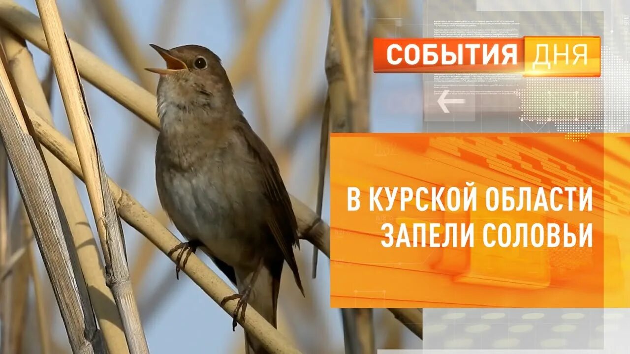 Все смолкло зато в зарослях запел соловей