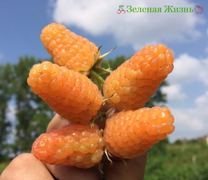 Малина оранжевое чудо купить. Малина ремонтантная оранжевое чудо. Малина ремонтантная оранжевая оранжевое чудо. Сорт малины оранжевое чудо. Малина ремонтантные сорта оранжевое чудо.