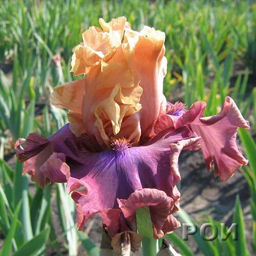 ирис шоу. ирис шоу. ирис dreamalot. ирис шоу йор колор. ирис сэлмон дрим.