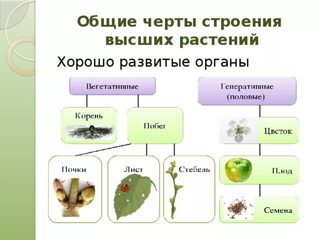 3 высших растений. 3 высших растений