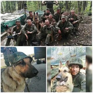Гибель пса балбеса