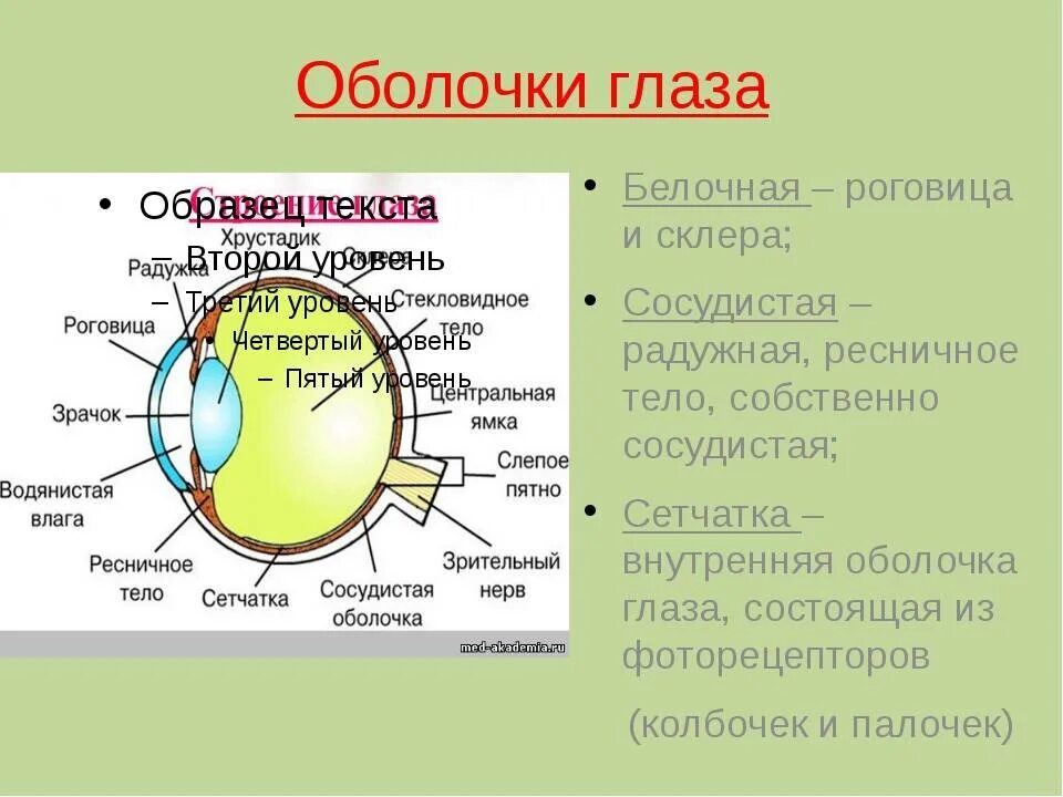 Наружная оболочка глаза состоит. Отделы наружной оболочки глазного яблока. Оболочки глаза и их функции и строение. Внутренняя оболочка глаза анатомия. Перечислите оболочки глазного яблока и их функции