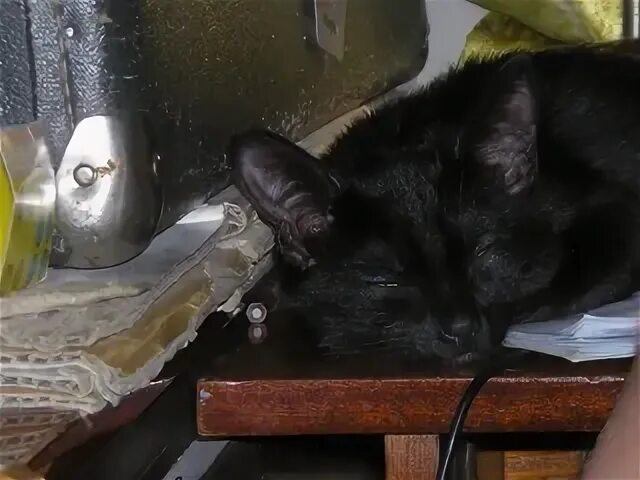 У кошки хриплый голос. Хриплый кот. У кошки хриплый голос. У кота хриплый голос при мяуканье. У кошки слезятся глаза коричневые выделения.