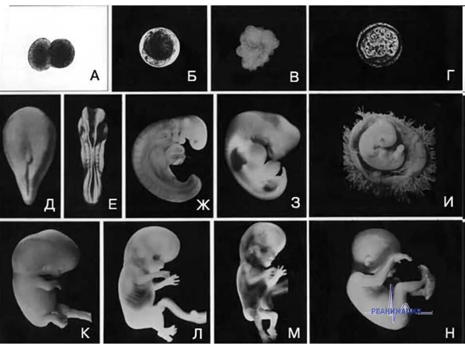 Эмбрион человека это. Этапы формирования ребенка в утробе матери. Эмбриология стадии развития эмбриона. Этапы формирования человеческого эмбриона. Эмбриология человеческого зародыша.