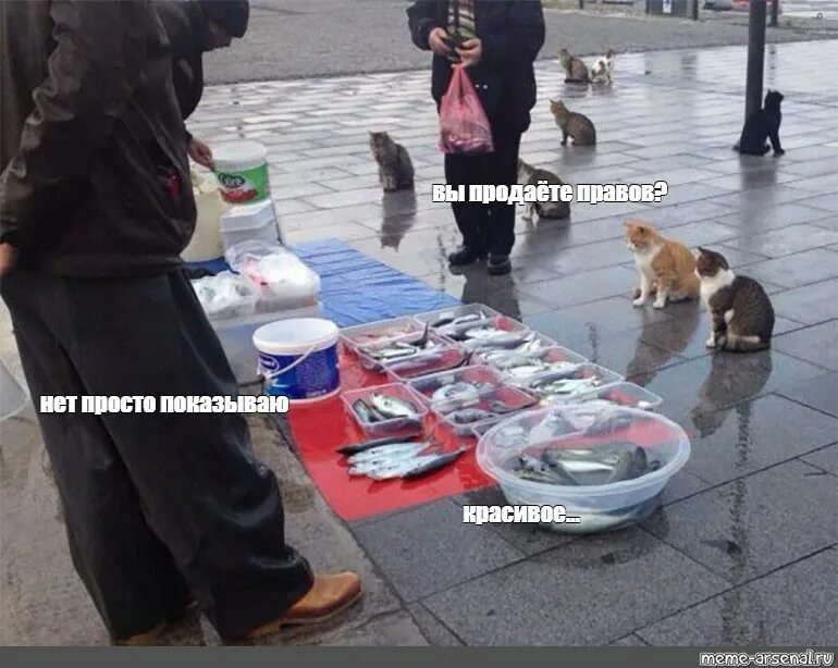 Рыбу продаете нет показываю красивое. Кот продает рыбу. животный рынок. вы рыбов продаете нет просто показываю мем. нет животным.