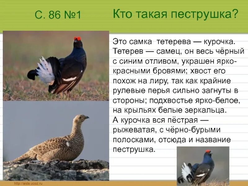Тетерев самец и самка. Тетерев-косач самка. тетерев птица самка. тетерев глухарь косач отличия. тетерев самец.