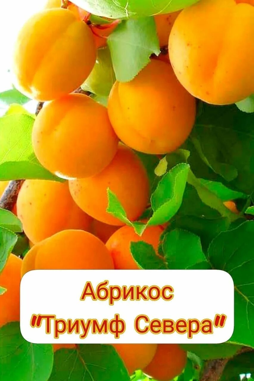 Абрикос триумф северный морозостойкость. Абрикос триумф северный морозостойкость