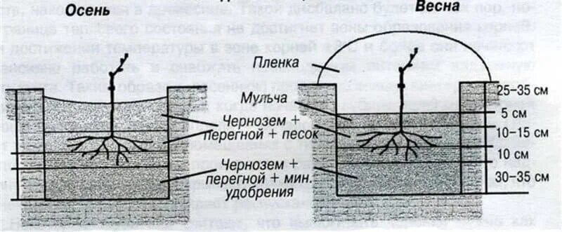 Как посадить виноград весной в открытый грунт. Посадка винограда весной саженцами. Посадка винограда весной саженцами в открытый грунт. Виноград посадка саженцев весной. Посадка саженцев винограда весной в грунт.