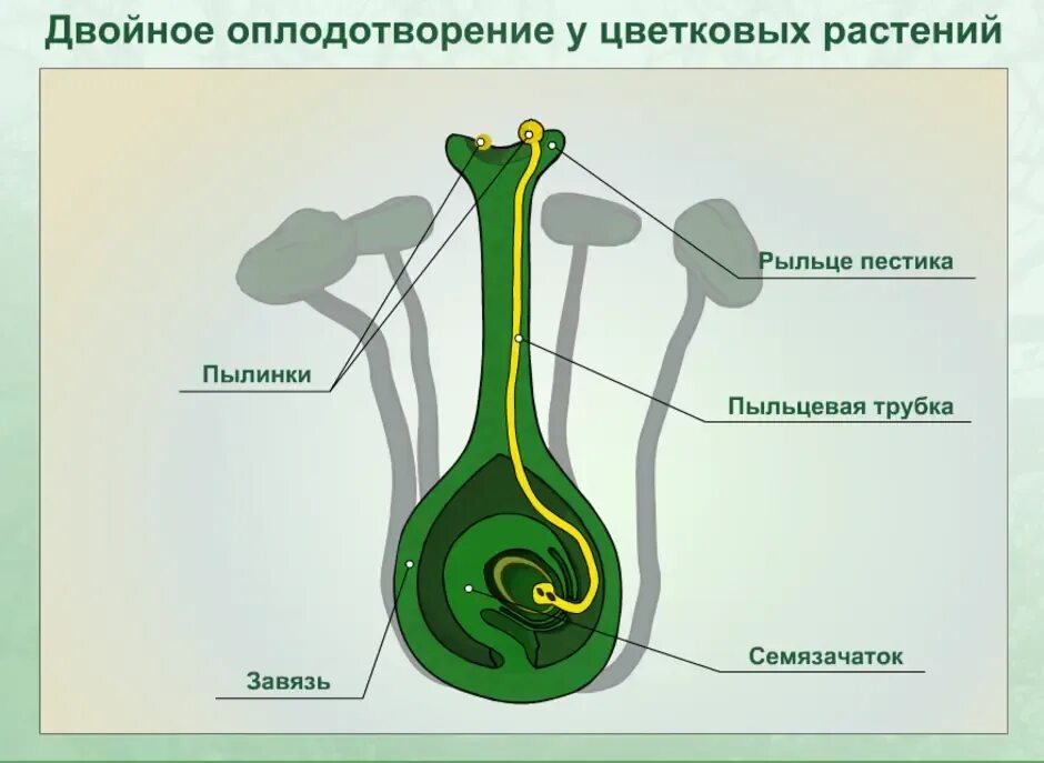 Двойное оплодотворение у растений открыл. Процесс оплодотворения у цветковых растений. Размножение и оплодотворение у цветковых растений. Схема двойного оплодотворения у цветковых растений 6. Спермий цветковых растений.