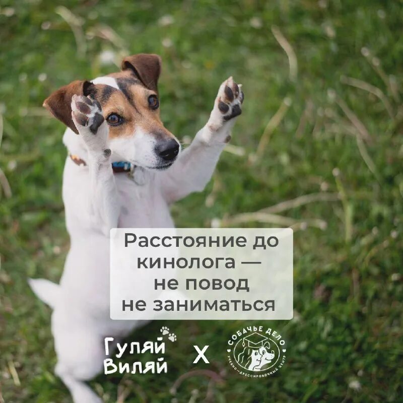 Гуляй виляй. Гуляй виляй. Гуляй виляй логотип. Догситтер москва. Гуляй виляй логотип.