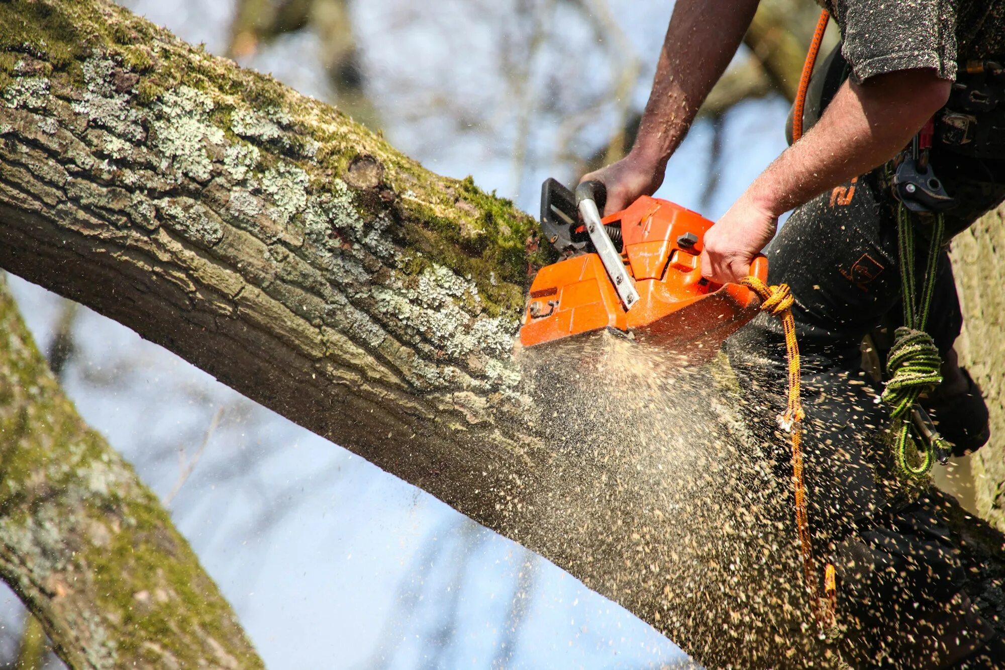 Пилим про. Tree removal. Спиливание деревьев. Спиленное дерево. Спил ветки дерева.