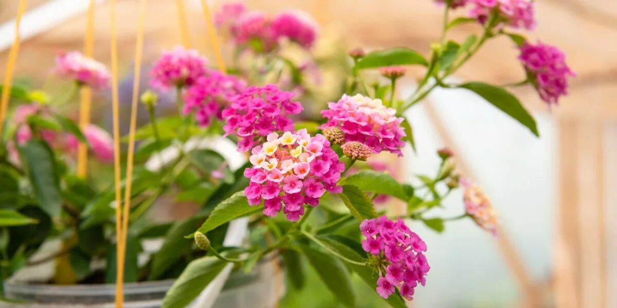 запрещенные цветы на даче 2024. георгин клумба миксбордер. клумбы на даче. анютины глазки, цинии, георгины на клумбе. цветник в саду.