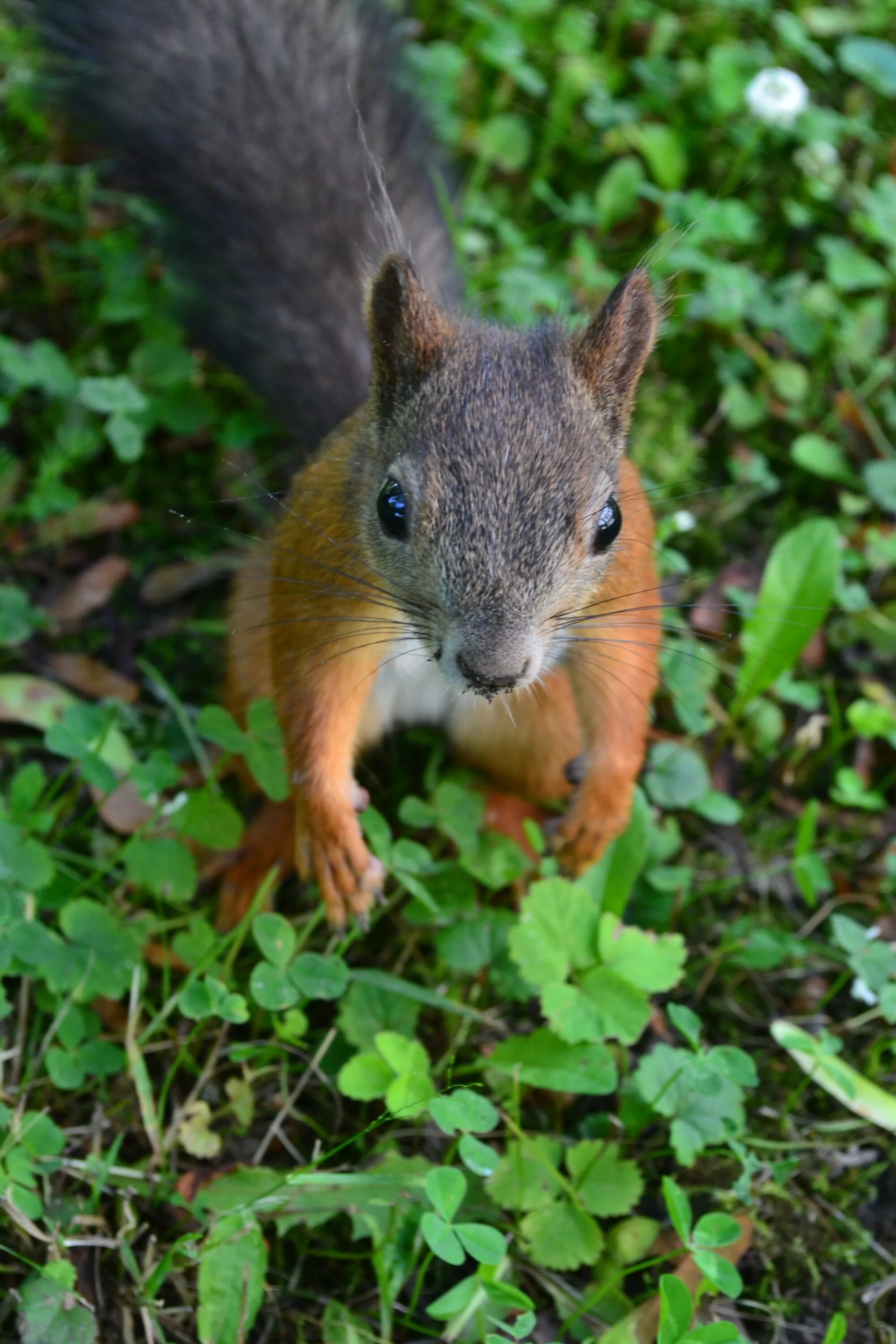 Препараты от белка в моче. Белочка в саду. Белок в моче лекарства. Белка ест птицу. Белки.