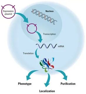 Gene expression