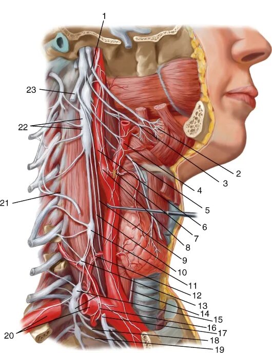 нервы шейного отдела. шейный отдел блуждающего нерва. шейный отдел блуждающего нерва. сердечные ветви блуждающего нерва. ветви грудного отдела блуждающего нерва.