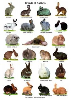 Породы кроликов с фотографиями и названиями и описанием пород: лучшие 16 по...