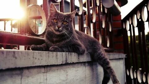 Кошки под