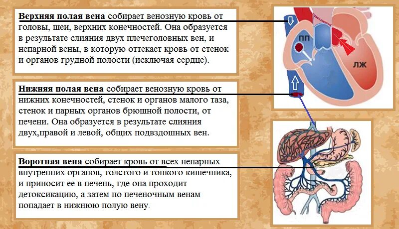 Откуда вены собирают кровь