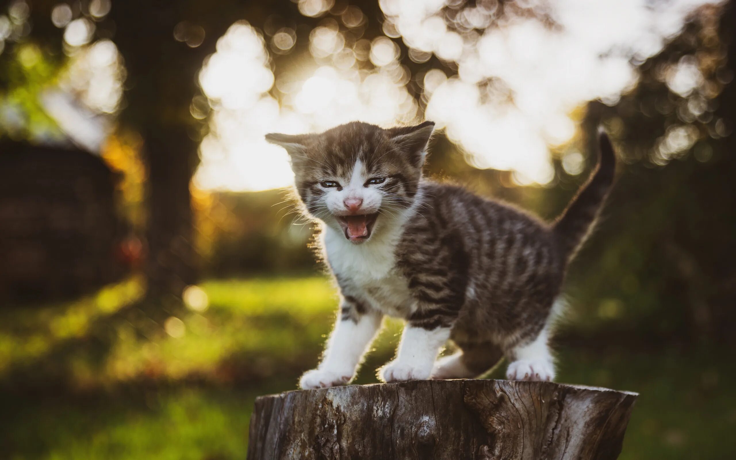 Тихо мяукает. Котик мяукает. котенок мяучит. которые коты мяукают. милые котики мяукают.