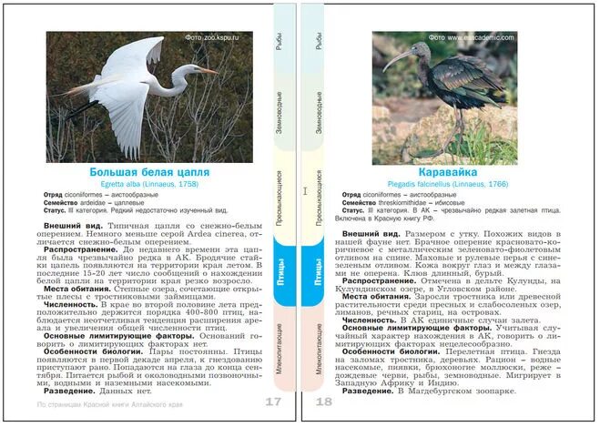 Растения внесенные в красную книгу алтайского края. Животные и птицы занесенные в красную книгу Алтайского края. Животные из красной книги Алтайского края. Животные красной книги Алтайского края на страницах. Птицы Алтайского края занесенные в красную книгу Алтайского края