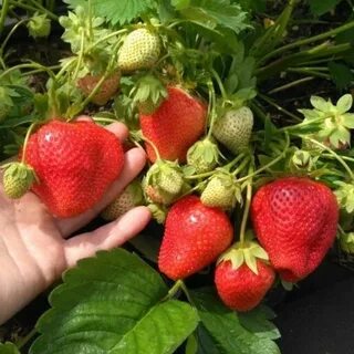 Клубника априка фото и описание отзывы садоводов