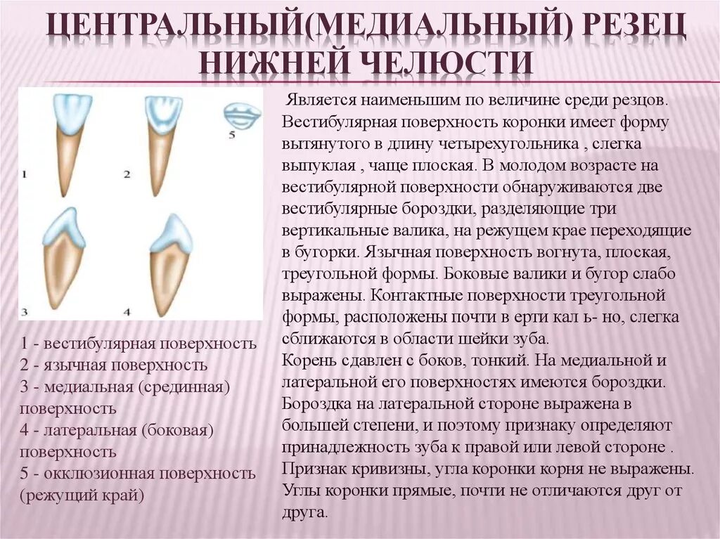 Центральный медиальный резец верхней челюсти. Мезиальный резец верхней челюсти анатомия. Боковой резец нижней челюсти анатомия. Форма коронки центрального резца нижней челюсти.