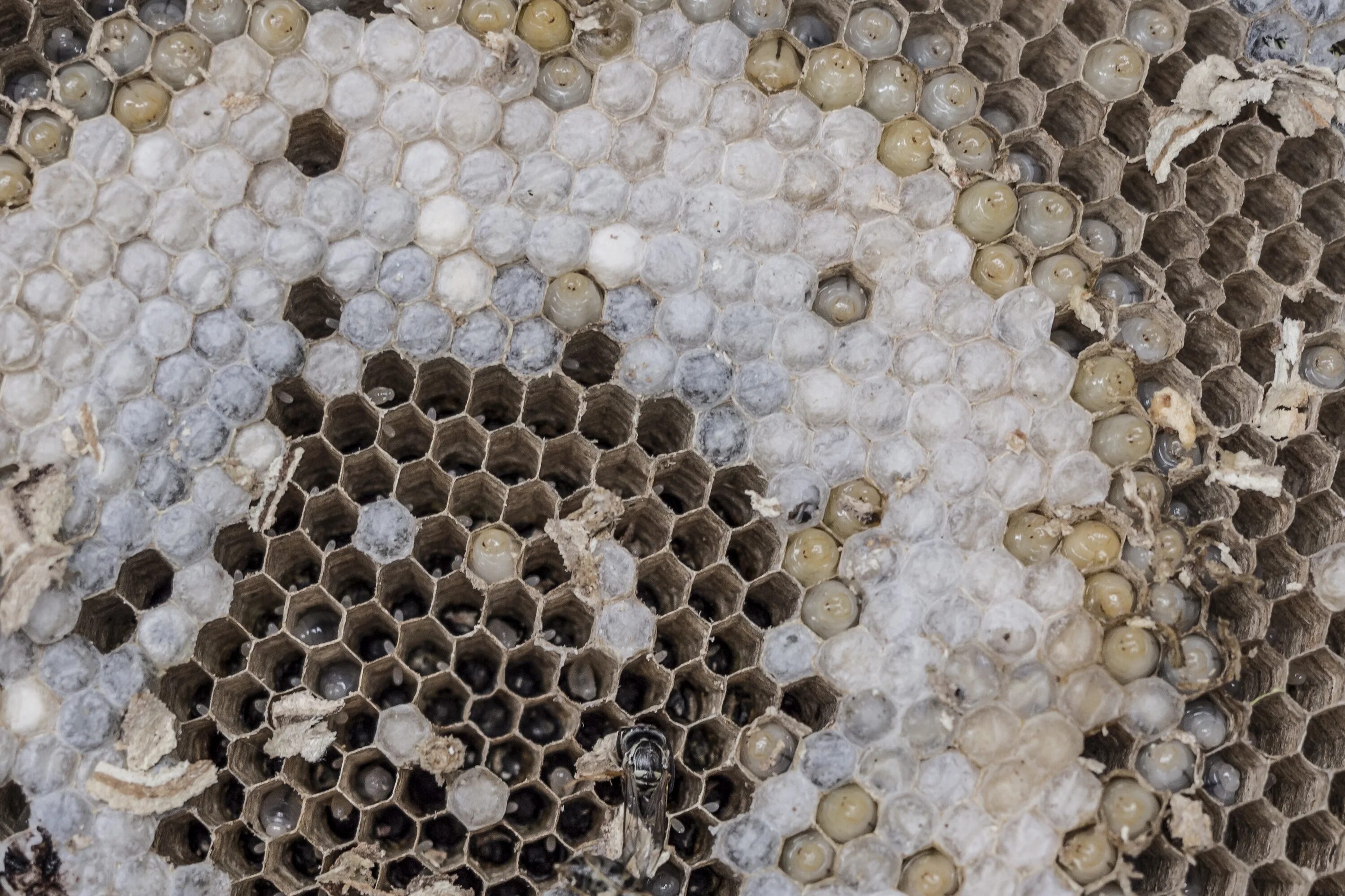 Осиное гнездо соты. Пчелиные соты в архитектуре. Соты от ОС. Соты осы