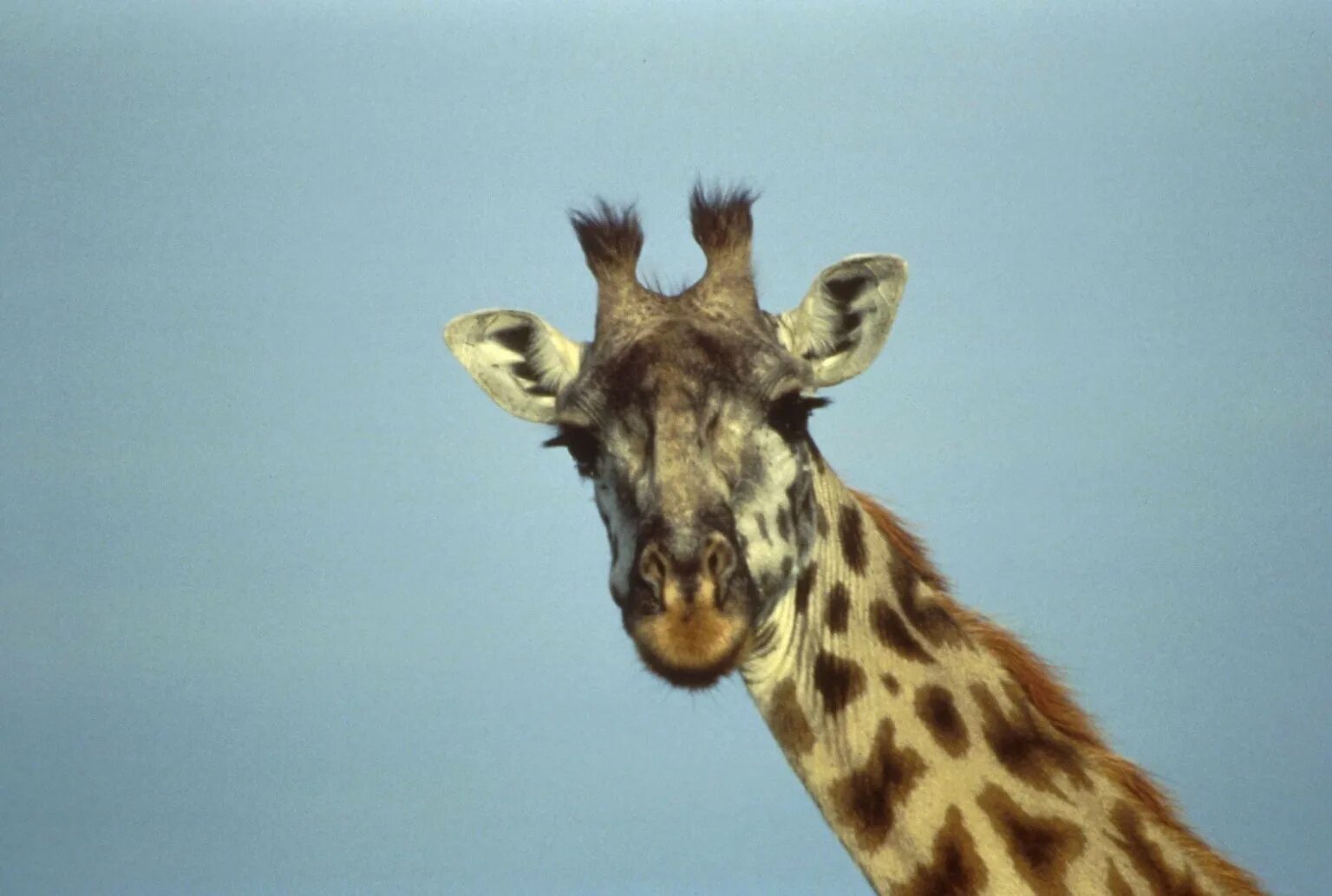 Жираф. Жираф голова. Жираф в Африке. Пятнистый Жираф.