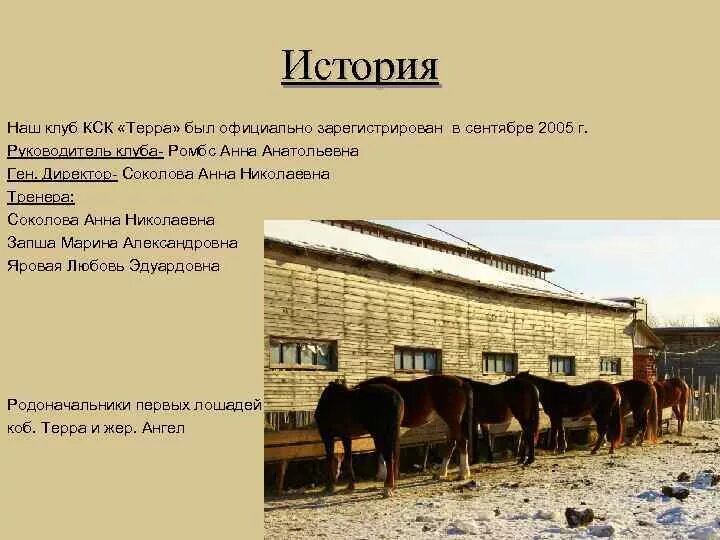Положение кск. Кск история. конно-спортивный клуб история. бизнес план лошади.