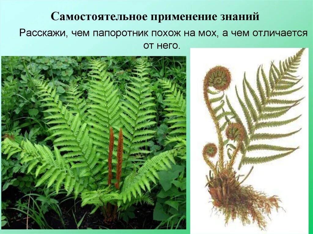 Папоротники хвощи плауны названия. Папоротники хвощи и плауны высшие споровые. Мхи папоротники хвощи плауны. Папоротники хвощи мхи это высшие споровые растения. Плауны хвощи папоротники Девон.